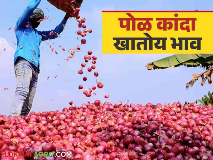 Onion Market Rate: Inward rate of red onion is also low; Read today's onion market price | Onion Market Rate : लाल कांद्याची आवक अध्यापही कमीच; वाचा आजचे कांदा बाजारभाव