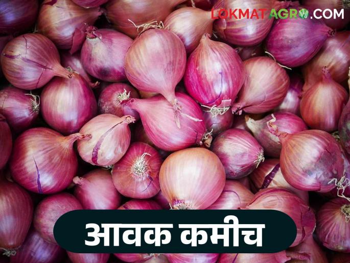Onion Market Rate: Inflow low but price stable; Read today's onion market price | Onion Market Rate : आवक कमी तरीही दर स्थिर; वाचा आजचे कांदा बाजारभाव Onion Market Rate: Inflow low but price stable; Read today's onion market price | Onion Market Rate : आवक कमी तरीही दर स्थिर; वाचा आजचे कांदा बाजारभाव