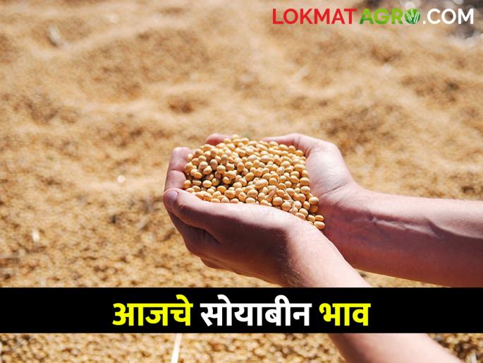 Soybean Market Highest Soybean Inflow in Udgir Market Committee; Find out what the rate is | Soybean Market उदगीर बाजारसमितीत सर्वाधिक सोयाबीन आवक; जाणून घ्या काय मिळतोय दर Soybean Market Highest Soybean Inflow in Udgir Market Committee; Find out what the rate is | Soybean Market उदगीर बाजारसमितीत सर्वाधिक सोयाबीन आवक; जाणून घ्या काय मिळतोय दर