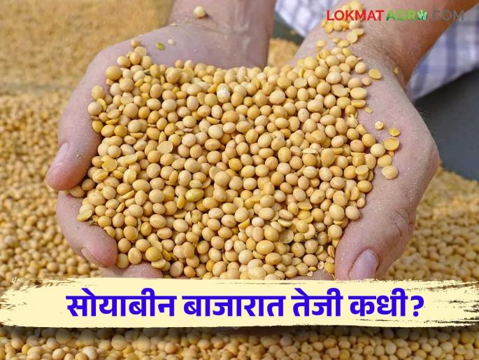 Soybean Market Rate: Soybean farmers waiting for rate hike; But there was no guaranteed price in the market | Soybean Market Rate : सोयाबीन उत्पादक शेतकऱ्यांना दर वाढीची प्रतीक्षा लागून; मात्र बाजारात हमीभाव सुद्धा दिसेना Soybean Market Rate: Soybean farmers waiting for rate hike; But there was no guaranteed price in the market | Soybean Market Rate : सोयाबीन उत्पादक शेतकऱ्यांना दर वाढीची प्रतीक्षा लागून; मात्र बाजारात हमीभाव सुद्धा दिसेना
