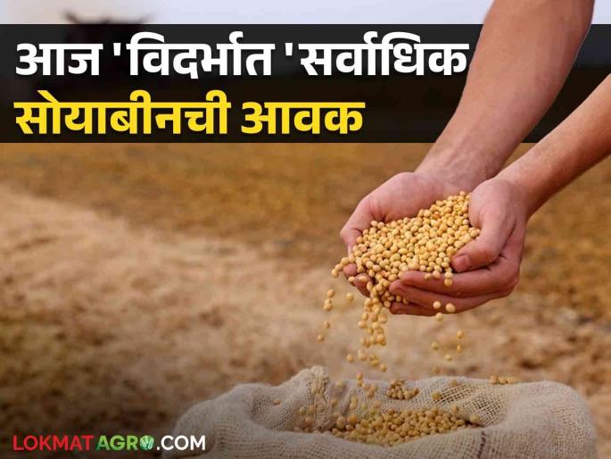 Soybean Market Soybean Inflows Increase, Prices Steady; Read what is today's soybean prices | Soybean Market बाजारातील सोयाबीनची आवक वाढती, दर मात्र स्थिर; वाचा काय आहे आजचे सोयाबीन दर Soybean Market Soybean Inflows Increase, Prices Steady; Read what is today's soybean prices | Soybean Market बाजारातील सोयाबीनची आवक वाढती, दर मात्र स्थिर; वाचा काय आहे आजचे सोयाबीन दर