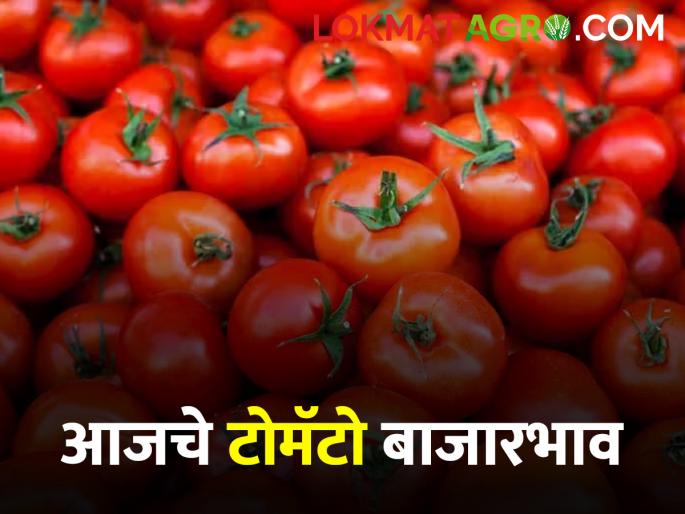 Tomato Market Total arrival of 3338 quintal tomatoes in the state today; Read what you got | Tomato Market आज राज्यात एकूण ३३३८ क्विंटल टोमॅटोची आवक; वाचा काय मिळाला दर Tomato Market Total arrival of 3338 quintal tomatoes in the state today; Read what you got | Tomato Market आज राज्यात एकूण ३३३८ क्विंटल टोमॅटोची आवक; वाचा काय मिळाला दर