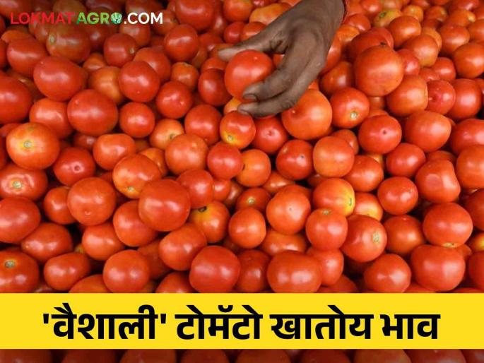 Tomato Market Vaishali is eating tomatoes, prices in the market; Know today's tomato rates | Tomato Market वैशाली टोमॅटो खातोय बाजारात भाव; जाणून घ्या आजचे टोमॅटो दर Tomato Market Vaishali is eating tomatoes, prices in the market; Know today's tomato rates | Tomato Market वैशाली टोमॅटो खातोय बाजारात भाव; जाणून घ्या आजचे टोमॅटो दर