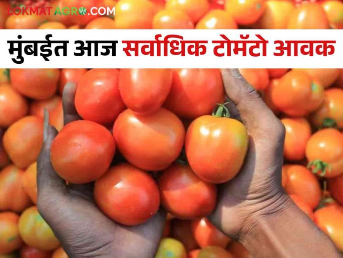 Highest tomato arrival in Tomato Market Mumbai today; Read what rates are available | Tomato Market मुंबईत आज सर्वाधिक टोमॅटो आवक; वाचा काय मिळतोय दर Highest tomato arrival in Tomato Market Mumbai today; Read what rates are available | Tomato Market मुंबईत आज सर्वाधिक टोमॅटो आवक; वाचा काय मिळतोय दर