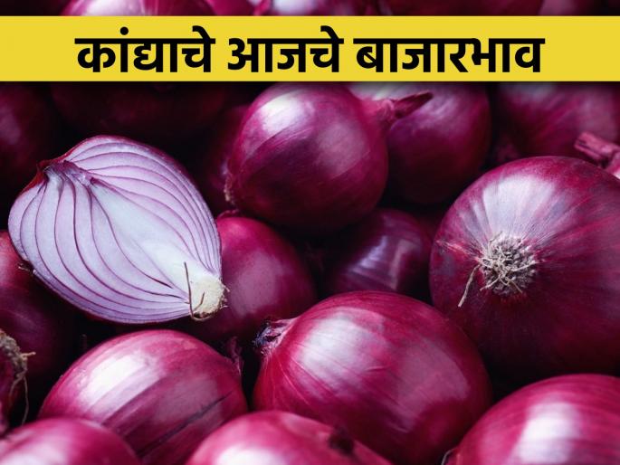 Onion farmers are desperate, onion prices continue to fall! | कांदा उत्पादक शेतकरी हतबल, कांदा भावात घसरण सुरूच! Onion farmers are desperate, onion prices continue to fall! | कांदा उत्पादक शेतकरी हतबल, कांदा भावात घसरण सुरूच!