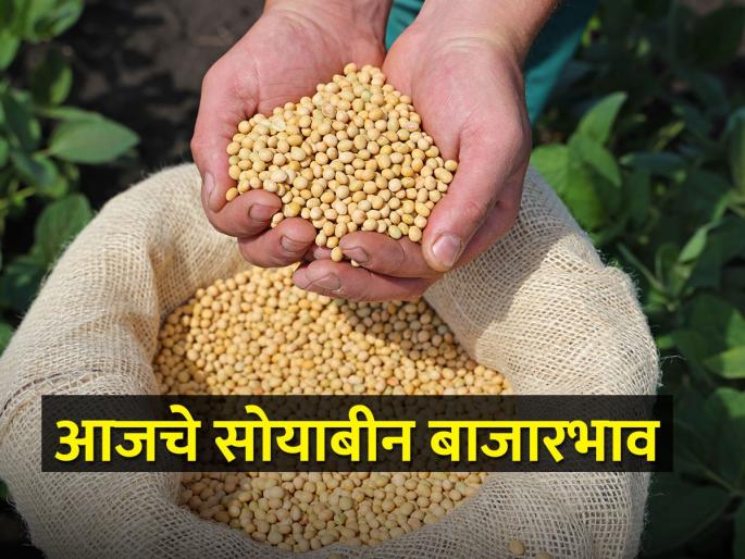 Soybean eating price, today's soybean market price is as follows | सोयाबीन खातोय भाव, आजचे सोयाबीन बाजारभाव असे आहेत Soybean eating price, today's soybean market price is as follows | सोयाबीन खातोय भाव, आजचे सोयाबीन बाजारभाव असे आहेत