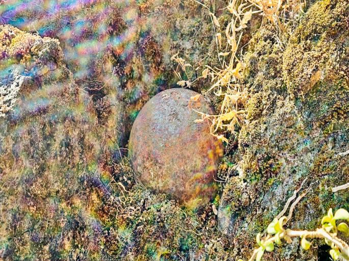 pune news discovery of historical cannonball in Sinhagad conservation; New evidence of the battle hidden in the bastion of Kalyan Darwaja | सिंहगड संवर्धनात ऐतिहासिक तोफगोळ्याचा शोध; कल्याण दरवाजाच्या बुरुजात दडलेली रणसंग्रामाची नवी साक्ष pune news discovery of historical cannonball in Sinhagad conservation; New evidence of the battle hidden in the bastion of Kalyan Darwaja | सिंहगड संवर्धनात ऐतिहासिक तोफगोळ्याचा शोध; कल्याण दरवाजाच्या बुरुजात दडलेली रणसंग्रामाची नवी साक्ष