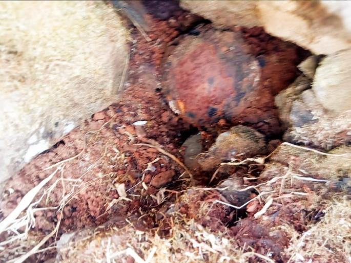 A cannon ball was found during the cleaning operation at Panhalgad | पन्हाळगडावरील स्वच्छता मोहिमेत सापडला तोफगोळा A cannon ball was found during the cleaning operation at Panhalgad | पन्हाळगडावरील स्वच्छता मोहिमेत सापडला तोफगोळा