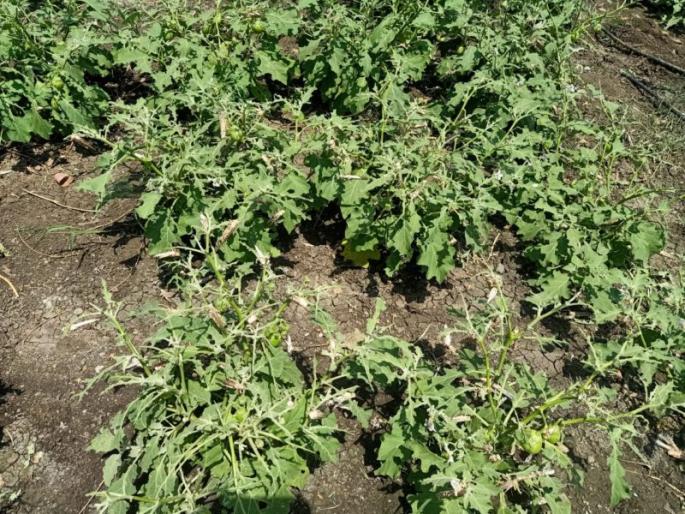 Crops on 73 hectares in Nagpur district till date due to locust infestation | टोळधाडीमुळे आजवर नागपूर जिल्ह्यात७३ हेक्टरवरील पिकांचे नुकसान Crops on 73 hectares in Nagpur district till date due to locust infestation | टोळधाडीमुळे आजवर नागपूर जिल्ह्यात७३ हेक्टरवरील पिकांचे नुकसान