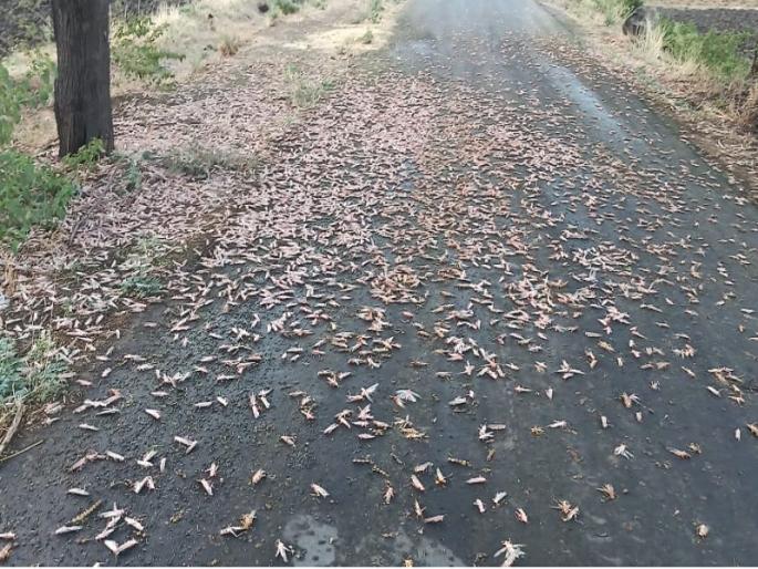 Locust infestation in Marathwada; Add to the farmers' worries | मराठवाड्यात टोळधाड दाखल; शेतकऱ्यांच्या चिंतेत भर Locust infestation in Marathwada; Add to the farmers' worries | मराठवाड्यात टोळधाड दाखल; शेतकऱ्यांच्या चिंतेत भर
