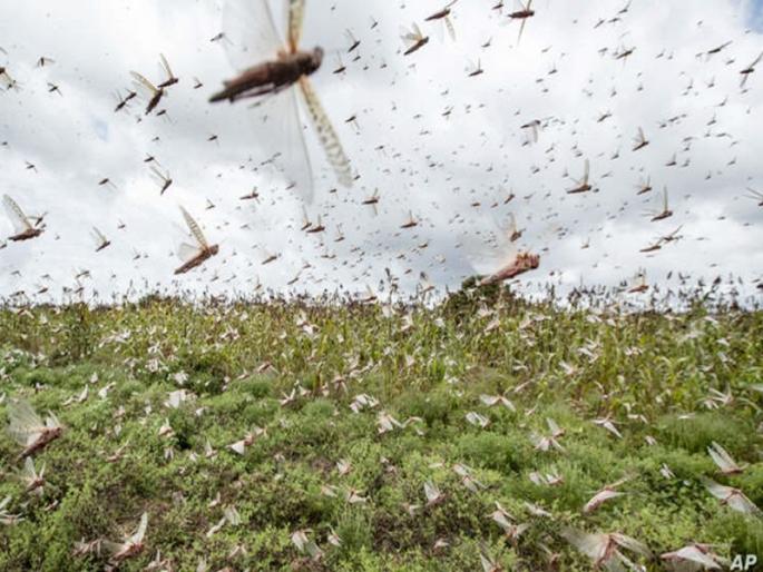 Locusts move in the direction of the wind! | वाऱ्याच्या दिशेनुसार फिरते टोळधाड ! Locusts move in the direction of the wind! | वाऱ्याच्या दिशेनुसार फिरते टोळधाड !