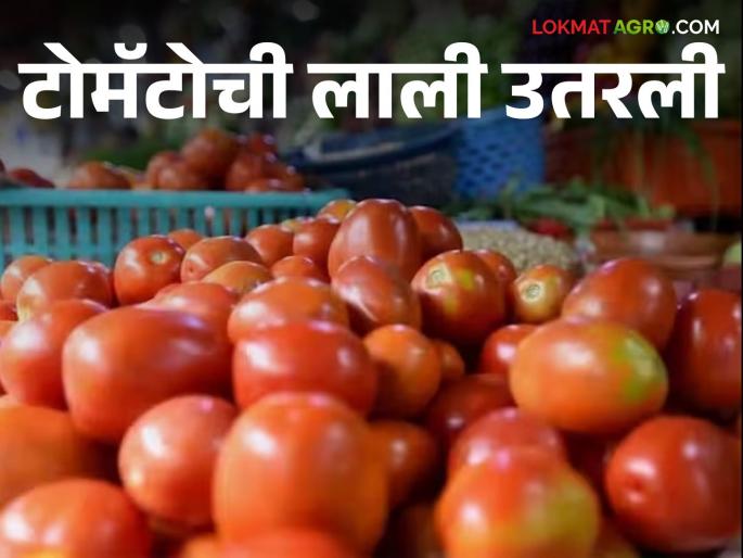 Latest News Tomato Market Tomato prices fell on Diwali, todays market price per 20 kg caret | Tomato Market : ऐन दिवाळीत टोमॅटो दर घसरले, वाचा आज कॅरेटला काय भाव मिळाला?  Latest News Tomato Market Tomato prices fell on Diwali, todays market price per 20 kg caret | Tomato Market : ऐन दिवाळीत टोमॅटो दर घसरले, वाचा आज कॅरेटला काय भाव मिळाला?