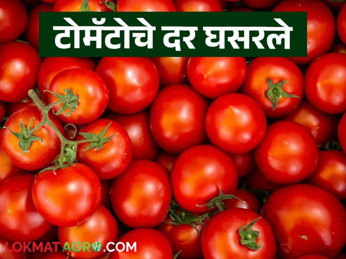 Latest News Tomato market Current price down 16 percent compared to last week | Tomato Market : टोमॅटो बाजारात 16 टक्क्यांनी घट, काय दर मिळतोय, वाचा सविस्तर Latest News Tomato market Current price down 16 percent compared to last week | Tomato Market : टोमॅटो बाजारात 16 टक्क्यांनी घट, काय दर मिळतोय, वाचा सविस्तर