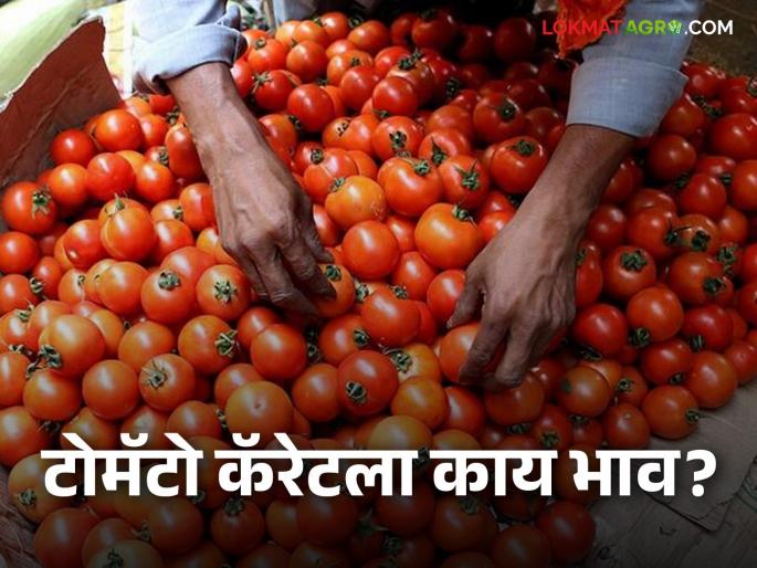 Latest news Tomato Market todays Slight improvement in tomato price Read in detail  | Tomato Market : टोमॅटोच्या दरात किंचितशी सुधारणा, आज काय बाजारभाव मिळाला? वाचा सविस्तर  Latest news Tomato Market todays Slight improvement in tomato price Read in detail  | Tomato Market : टोमॅटोच्या दरात किंचितशी सुधारणा, आज काय बाजारभाव मिळाला? वाचा सविस्तर