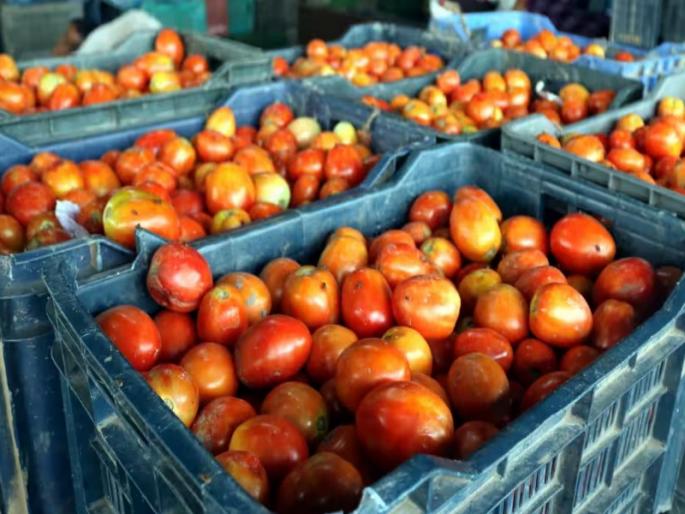 Stolen 20 crates of tomatoes worth 40 thousand rupees according to today's market price of the farmer; Type in Shirur | शेतकऱ्याचे आजच्या बाजारभावानुसार ४० हजार रुपयांचे २० क्रेट टोमॅटो चोरीला; शिरूरमधील प्रकार Stolen 20 crates of tomatoes worth 40 thousand rupees according to today's market price of the farmer; Type in Shirur | शेतकऱ्याचे आजच्या बाजारभावानुसार ४० हजार रुपयांचे २० क्रेट टोमॅटो चोरीला; शिरूरमधील प्रकार