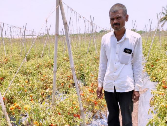 Infection of foreign viral disease on tomato crop followed by corona in the state | राज्यात कोरोना पाठोपाठ टोमॅटो पिकावरही परदेशी विषाणुजन्य रोगाचे संक्रमण; शेतकऱ्यांसमोर मोठी अडचण निर्माण