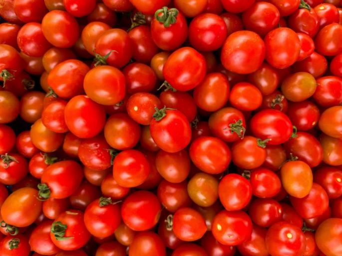 Tomato prices fall making farmers cry 15 to 20 rupees per kg in the retail market | टोमॅटोचे भाव घसरले, शेतकऱ्यांना रडवले; किरकोळ बाजारात १५ ते २० रुपये किलो Tomato prices fall making farmers cry 15 to 20 rupees per kg in the retail market | टोमॅटोचे भाव घसरले, शेतकऱ्यांना रडवले; किरकोळ बाजारात १५ ते २० रुपये किलो