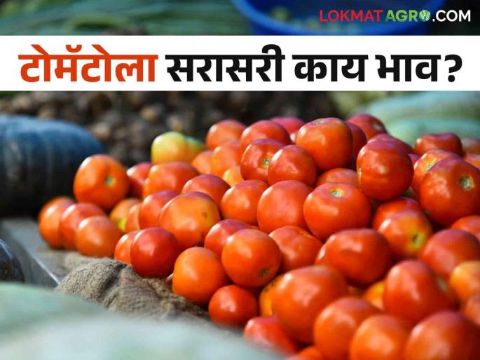 Latest News Tomato Market price Pune, Solapur, Mumbai market yard check here details | Tomato Market : पुणे, सोलापूर, मुंबई बाजारात टोमॅटोला काय भाव मिळतोय? वाचा आजचे बाजारभाव? 