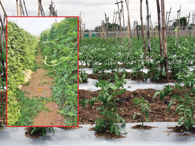 Varood Kaji villagers earn crores from the production of tomato, karala; Traders across the country carry goods directly from the farm | शेती उत्तमच! टोमॅटो, कारल्याच्या उत्पादनातून वरूड काजीकरांची कोट्यवधींची कमाई Varood Kaji villagers earn crores from the production of tomato, karala; Traders across the country carry goods directly from the farm | शेती उत्तमच! टोमॅटो, कारल्याच्या उत्पादनातून वरूड काजीकरांची कोट्यवधींची कमाई