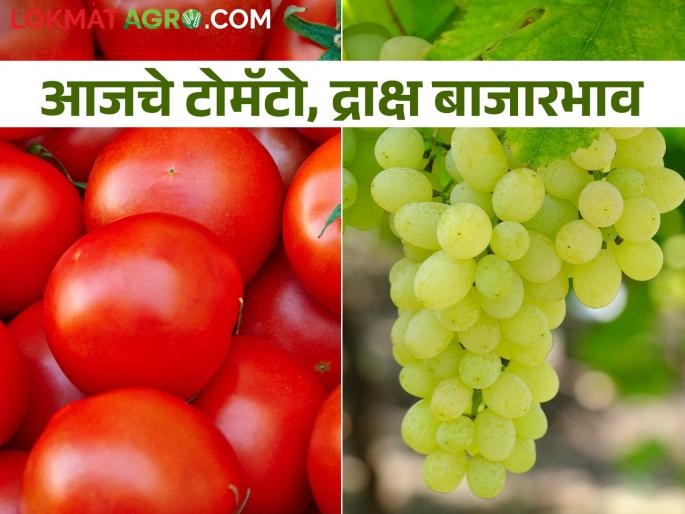 Latest News Todays Tomato and grapes market price in maharashtra | टोमॅटो आणि द्राक्षाला काय बाजारभाव मिळाला? जाणून घ्या आजचे बाजारभाव Latest News Todays Tomato and grapes market price in maharashtra | टोमॅटो आणि द्राक्षाला काय बाजारभाव मिळाला? जाणून घ्या आजचे बाजारभाव