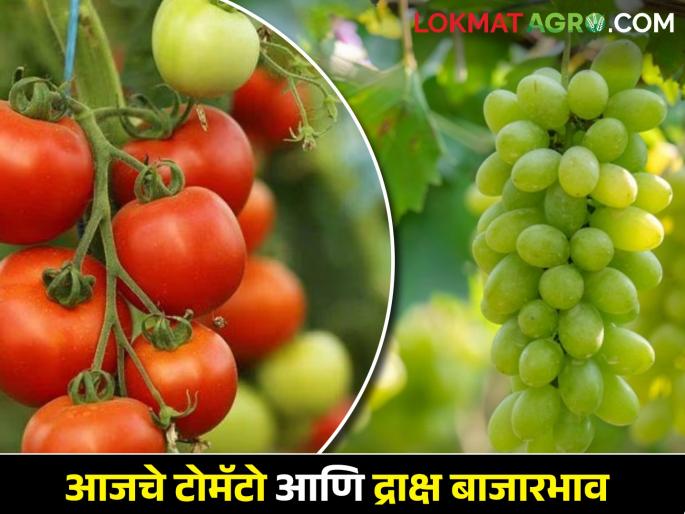Latest News Todays tomatoes and grapes market price in maharshtra see details | टोमॅटो आणि द्राक्षाला काय बाजारभाव मिळाला? आजचे बाजारभाव Latest News Todays tomatoes and grapes market price in maharshtra see details | टोमॅटो आणि द्राक्षाला काय बाजारभाव मिळाला? आजचे बाजारभाव