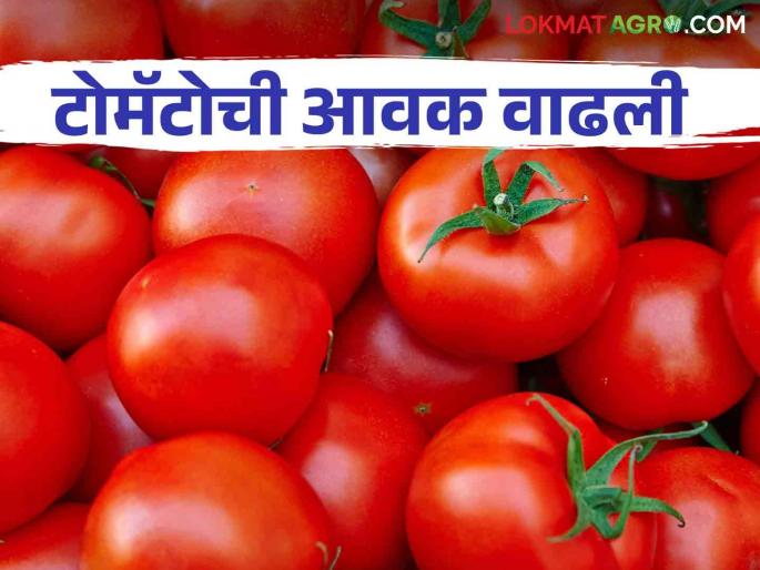 Latest news Tomato Market Pimpalgaon Baswant market received two lakh carats tomatoes, see market price | Tomato Market : पिंपळगाव बसवंत बाजारात टोमॅटोची पावणेदोन लाख कॅरेटची आवक, काय भाव मिळाला?  Latest news Tomato Market Pimpalgaon Baswant market received two lakh carats tomatoes, see market price | Tomato Market : पिंपळगाव बसवंत बाजारात टोमॅटोची पावणेदोन लाख कॅरेटची आवक, काय भाव मिळाला?