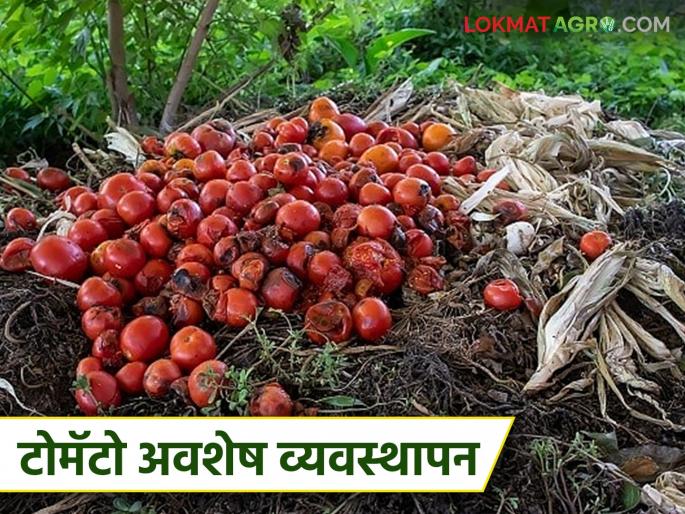 Latest News Tomato Crop Management Management of damaged tomatoes during tomato harvest see details | Tomato Crop Management : टोमॅटोची काढणी केल्यानंतर खराब टोमॅटो बांधावर ठेऊ नका, नेमकं कारण काय?  Latest News Tomato Crop Management Management of damaged tomatoes during tomato harvest see details | Tomato Crop Management : टोमॅटोची काढणी केल्यानंतर खराब टोमॅटो बांधावर ठेऊ नका, नेमकं कारण काय?