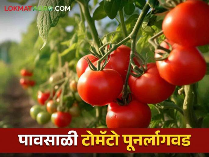 Latest news How to manage replanting of monsoon tomatoes? Know in detail  | Tomato Crop : पावसाळी टोमॅटोचे पुनर्लागवड व्यवस्थापन कसे कराल? जाणून घ्या सविस्तर 
