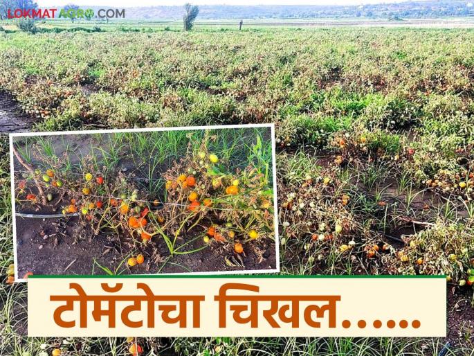 latest news Tomato Damage: Dreams shattered by unseasonal rains; Tomato growers suffer losses worth lakhs of rupees Read in detail | Tomato Damage : अवकाळी पावसाने स्वप्नांची राख; टोमॅटो उत्पादकांचे लाखो रुपयांचे नुकसान वाचा सविस्तर latest news Tomato Damage: Dreams shattered by unseasonal rains; Tomato growers suffer losses worth lakhs of rupees Read in detail | Tomato Damage : अवकाळी पावसाने स्वप्नांची राख; टोमॅटो उत्पादकांचे लाखो रुपयांचे नुकसान वाचा सविस्तर