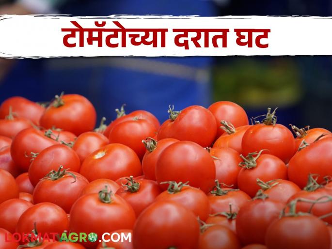 Latest News Tomato Market 35 percent drop in tomato price in Pimpalgaon market know in detail | Tomato Market : पिंपळगावला टोमॅटो दरात 35 टक्क्यांची घसरण, जाणून घ्या सविस्तर Latest News Tomato Market 35 percent drop in tomato price in Pimpalgaon market know in detail | Tomato Market : पिंपळगावला टोमॅटो दरात 35 टक्क्यांची घसरण, जाणून घ्या सविस्तर