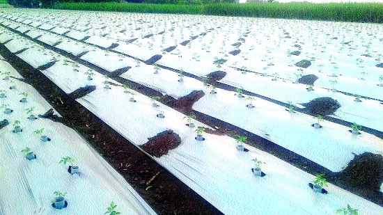 Tomatoes infect 11,000 seedlings in pipe: Unique use of farmer in Kopard | टोमॅटोच्या अकरा हजार रोपांची पाईपमध्ये लागण : कोपर्डेत शेतकऱ्याचा अनोखा प्रयोग Tomatoes infect 11,000 seedlings in pipe: Unique use of farmer in Kopard | टोमॅटोच्या अकरा हजार रोपांची पाईपमध्ये लागण : कोपर्डेत शेतकऱ्याचा अनोखा प्रयोग