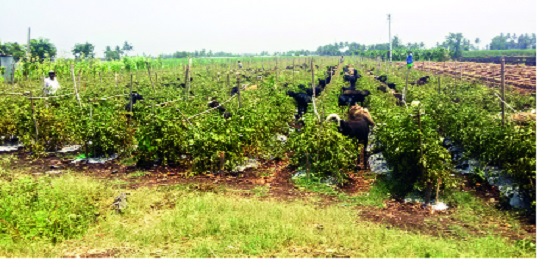 Saheb, give the cost of the harvest and take the tomatoes! | साहेब, काढणीचा खर्च द्या आणि टोमॅटो न्या !