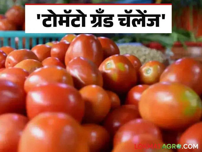 Latest News agriculture News central government's innovation 'Tomato Grand Challenge Know in detail  | Tomato Grand Challenge : केंद्र सरकारचा ‘टोमॅटो ग्रँड चॅलेंज' उपक्रम काय आहे? जाणून घ्या सविस्तर Latest News agriculture News central government's innovation 'Tomato Grand Challenge Know in detail  | Tomato Grand Challenge : केंद्र सरकारचा ‘टोमॅटो ग्रँड चॅलेंज' उपक्रम काय आहे? जाणून घ्या सविस्तर