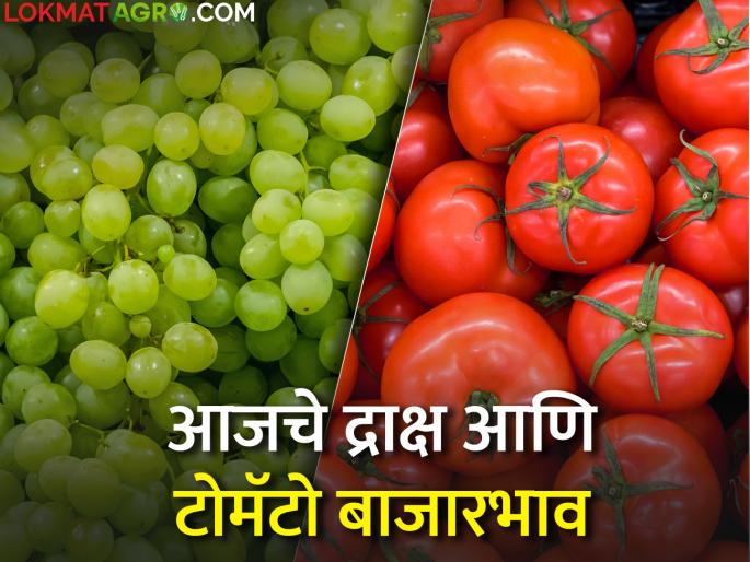 Latest News Todays Grape And Tomato Market Price maharashtra | द्राक्ष आवक घटली, टोमॅटोला काय दर मिळाला? जाणून आजचे बाजारभाव Latest News Todays Grape And Tomato Market Price maharashtra | द्राक्ष आवक घटली, टोमॅटोला काय दर मिळाला? जाणून आजचे बाजारभाव