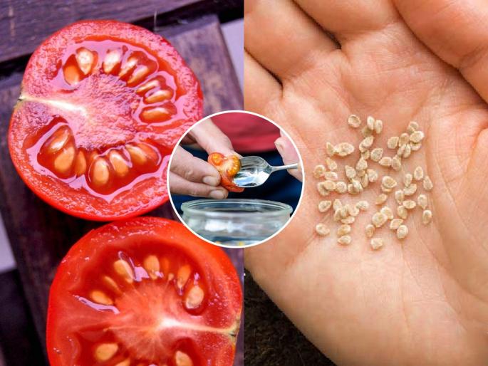 Eating tomato seeds can be dangerous, people with 'this' problem should not eat them by mistake also because... | टोमॅटोच्या बिया खाणे ठरु शकते धोक्याचे, 'हा' त्रास असलेल्या लोकांनी तर चुकूनही खाऊ नयेत कारण..