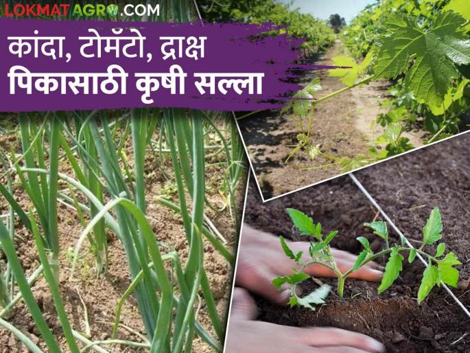 Latest News Crop Management Agricultural advice for onion, tomato, grape crop, know in detail  | Crop Management : कांदा, टोमॅटो, द्राक्ष पिकासाठी कृषी सल्ला, जाणून घ्या सविस्तर  Latest News Crop Management Agricultural advice for onion, tomato, grape crop, know in detail  | Crop Management : कांदा, टोमॅटो, द्राक्ष पिकासाठी कृषी सल्ला, जाणून घ्या सविस्तर