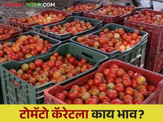 Latest News Pune Tomato Market price of local tomatoes in Pune see pimpalgaon Tomato Market | Pune Tomato Market : पुण्यात लोकल टोमॅटोला काय भाव मिळाला? वाचा आजचे बाजारभाव Latest News Pune Tomato Market price of local tomatoes in Pune see pimpalgaon Tomato Market | Pune Tomato Market : पुण्यात लोकल टोमॅटोला काय भाव मिळाला? वाचा आजचे बाजारभाव