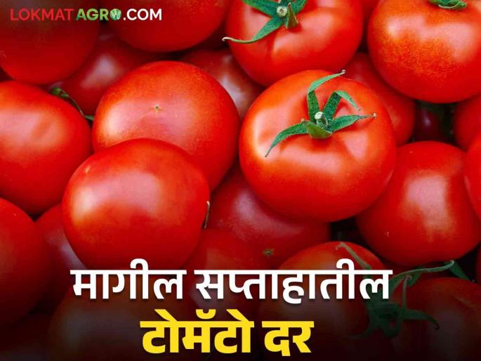 Latest News Tomato prices averaged Rs 1570 per quintal last week see details | Tomato Market : टोमॅटो आवकेत 8 टक्क्यांची घट, मागील आठवड्यात काय दर मिळाला? Latest News Tomato prices averaged Rs 1570 per quintal last week see details | Tomato Market : टोमॅटो आवकेत 8 टक्क्यांची घट, मागील आठवड्यात काय दर मिळाला?