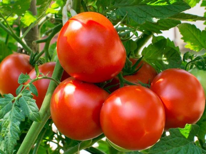 karnataka thieves steal tomatoes worth more then two lakhs from woman farm fir lodged | २ एकर टोमॅटोच्या शेतात चोरट्यांनी डल्ला मारला, ६० पोत्यांत अडीच लाख रुपये किमतीचे टोमॅटो चोरीला karnataka thieves steal tomatoes worth more then two lakhs from woman farm fir lodged | २ एकर टोमॅटोच्या शेतात चोरट्यांनी डल्ला मारला, ६० पोत्यांत अडीच लाख रुपये किमतीचे टोमॅटो चोरीला