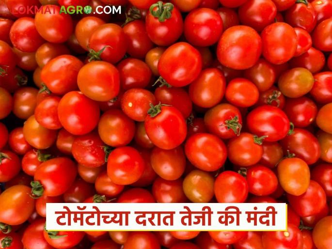 Tomato Market: latest news Tomato prices have plummeted in the market; know the reason | Tomato Market: बाजारपेठेत टोमॅटोचे दर गडगडले; जाणून घ्या काय आहे कारण Tomato Market: latest news Tomato prices have plummeted in the market; know the reason | Tomato Market: बाजारपेठेत टोमॅटोचे दर गडगडले; जाणून घ्या काय आहे कारण