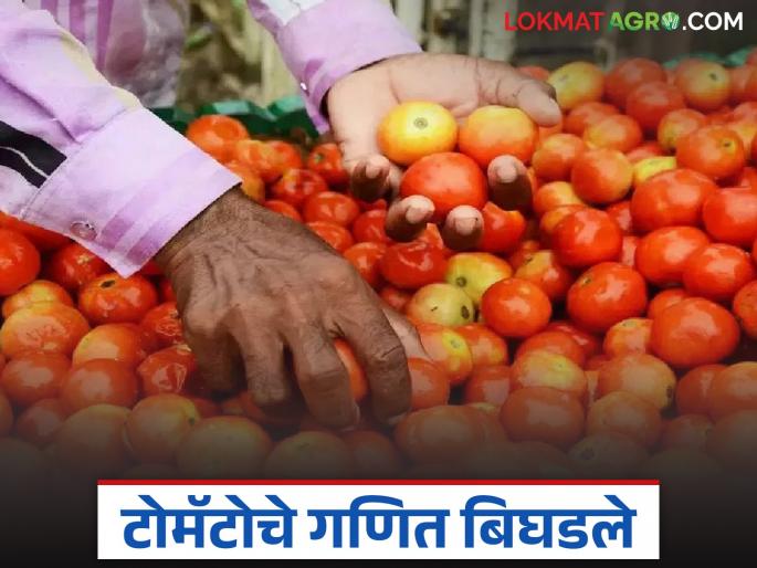 latest news Tomato Bajar Bhav: Tomato math went wrong; Prices fell by 'so much' rupees in three days | Tomato Bajar Bhav : टोमॅटोचे गणित बिघडले; तीन दिवसांत 'इतक्या' रुपयांनी घसरले भाव