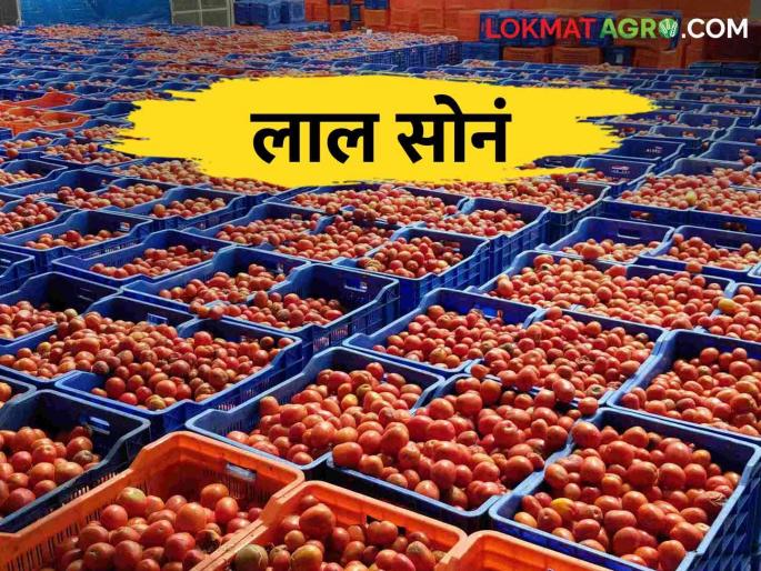 Tomato Market: How much get the market price of tomatoes is 10 kg | Tomato Market टोमॅटोला दहा किलोस मिळतोय इतका बाजारभाव