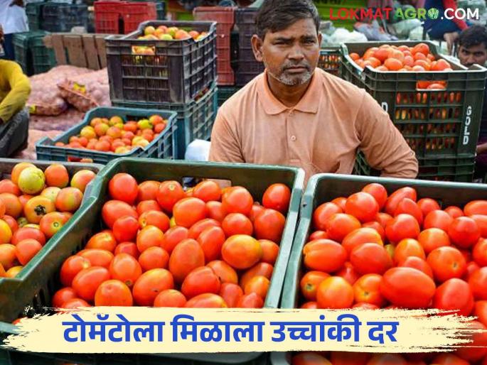 Tomato Market : Farmers get high price for tomatoes; Read more about what you got price | Tomato Market : टोमॅटोच्या लालीने शेतकरी चकाकणार; काय मिळाला दर वाचा सविस्तर 