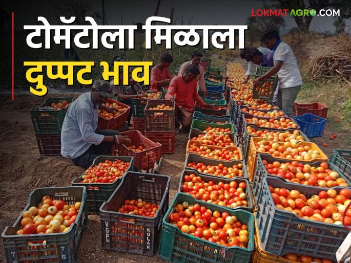 Tomato Market Karanjkhed tomatoes are getting double price; Traders come to the dam to buy | Tomato Market करंजखेडच्या टोमॅटोला मिळतोय दुप्पट भाव; खरेदीसाठी व्यापारीच येताहेत बांधावर Tomato Market Karanjkhed tomatoes are getting double price; Traders come to the dam to buy | Tomato Market करंजखेडच्या टोमॅटोला मिळतोय दुप्पट भाव; खरेदीसाठी व्यापारीच येताहेत बांधावर