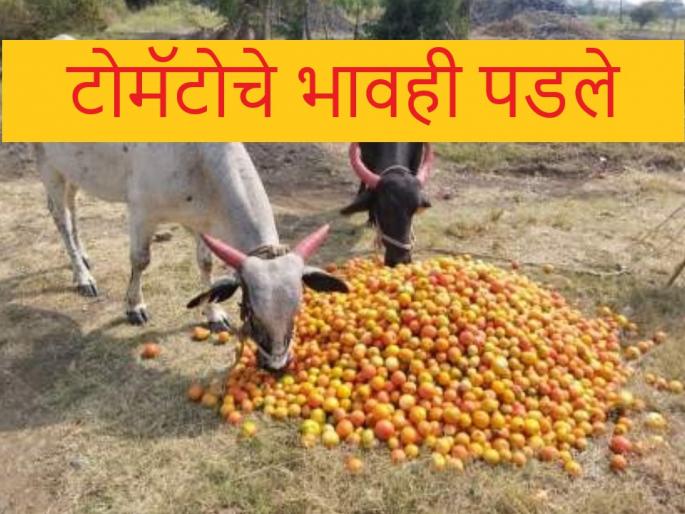 Tomato market prices are declining in Pimpalgaon Market yard | पाऊस आला आणि टोमॅटोचा बाजारभाव गेला, म्हणून जनावरांपुढं नेला Tomato market prices are declining in Pimpalgaon Market yard | पाऊस आला आणि टोमॅटोचा बाजारभाव गेला, म्हणून जनावरांपुढं नेला