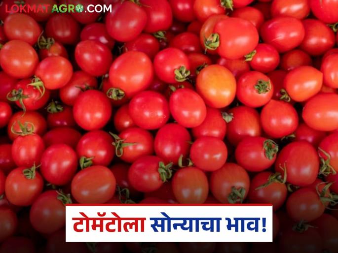 latest news Tomato Bajar Bhav: Tomato is worth gold; Highest price received in Devgaon Rangari Read in detail | Tomato Bajar Bhav : टोमॅटोला सोन्याचा भाव; देवगाव रंगारीत मिळाला उच्चांकी दर वाचा सविस्तर latest news Tomato Bajar Bhav: Tomato is worth gold; Highest price received in Devgaon Rangari Read in detail | Tomato Bajar Bhav : टोमॅटोला सोन्याचा भाव; देवगाव रंगारीत मिळाला उच्चांकी दर वाचा सविस्तर