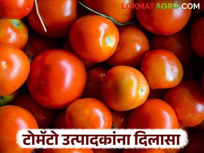 latest news Tomato Market : Tomato growers are now getting strong prices Read in detail | Tomato Market : टोमॅटो उत्पादकांना मिळतोय आता दमदार दर वाचा सविस्तर