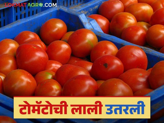 Farmers planted tomatoes to make up for Kharif losses, but the economics went wrong | शेतकऱ्यांनी खरिपातील नुकसान भरून काढण्यासाठी टोमॅटोची लागवड केली पण गणित फसलं Farmers planted tomatoes to make up for Kharif losses, but the economics went wrong | शेतकऱ्यांनी खरिपातील नुकसान भरून काढण्यासाठी टोमॅटोची लागवड केली पण गणित फसलं