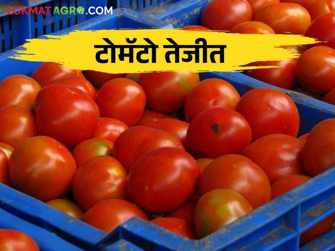 Tomato fetched Rs.20 per kg in Modnimb market | Tomato Bajar Bhav : मोडनिंब बाजारात टोमॅटोला प्रतिकिलो मिळाला वीस रुपयांचा दर Tomato fetched Rs.20 per kg in Modnimb market | Tomato Bajar Bhav : मोडनिंब बाजारात टोमॅटोला प्रतिकिलो मिळाला वीस रुपयांचा दर