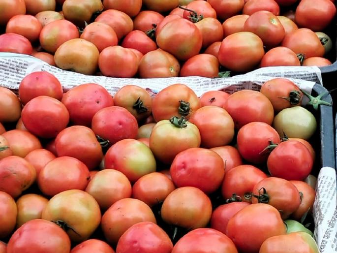 National Cooperative Consumer Federation and NAFED will sell tomatoes at Rs 40 per kg from August 20 | आजपासून ४० रुपये किलो दराने टोमॅटोची विक्री करणार National Cooperative Consumer Federation and NAFED will sell tomatoes at Rs 40 per kg from August 20 | आजपासून ४० रुपये किलो दराने टोमॅटोची विक्री करणार
